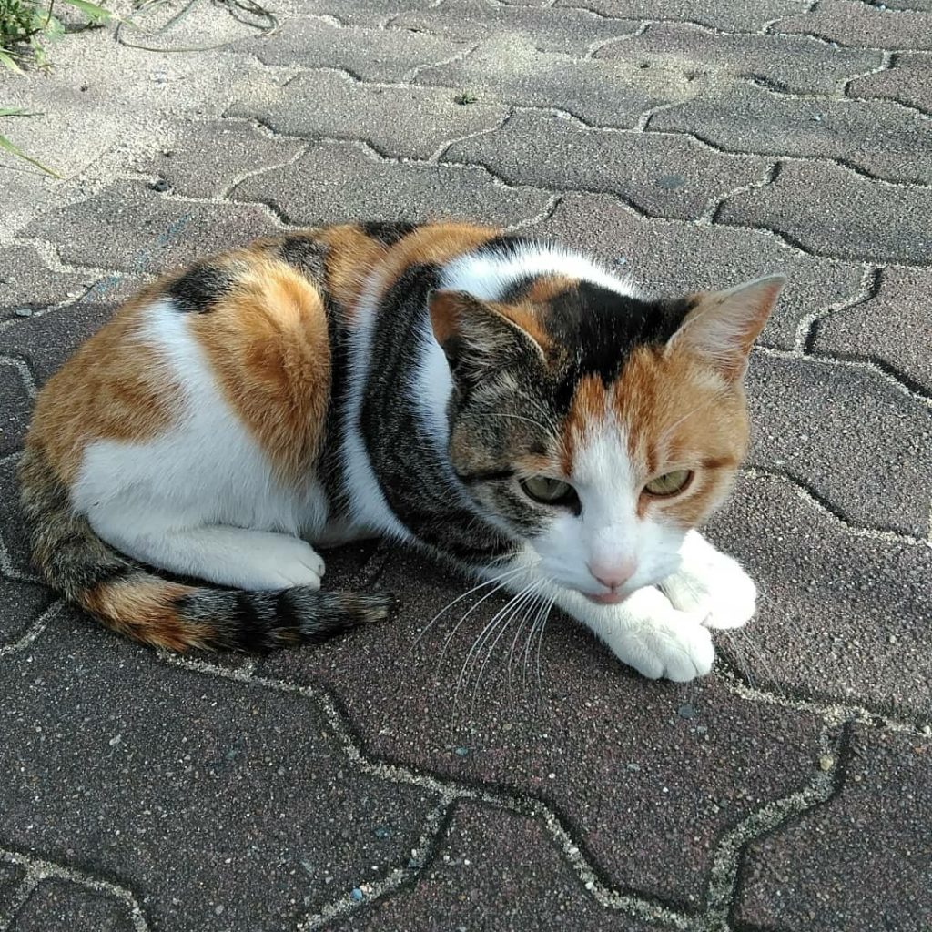 道で出会った三毛猫ちゃん