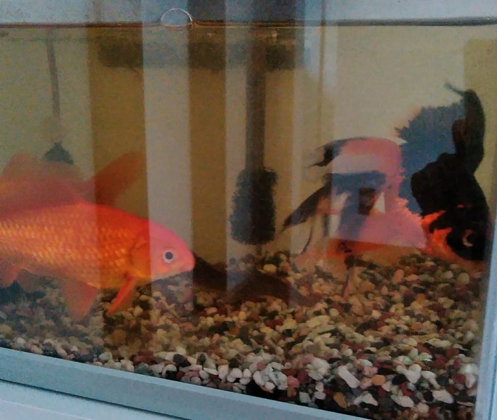 金魚・熱帯魚のお世話も受け付けています