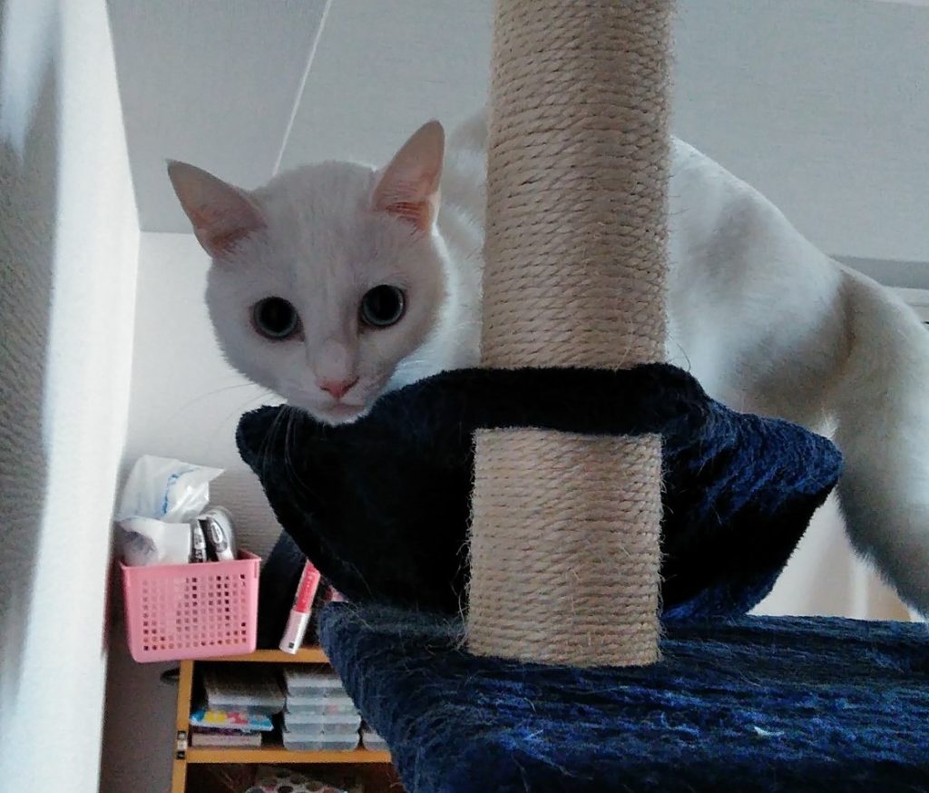 ちょっと怖がり猫ちゃん