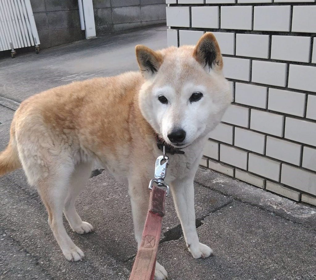 まだ走れるよ!さくらちゃん♪