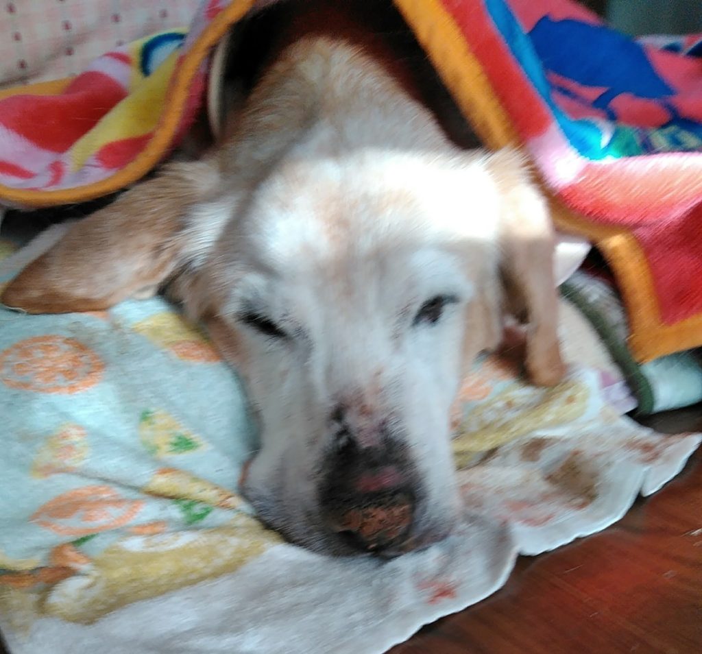 16歳の長寿犬ピースちゃん